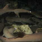 De nuit, une meute serrée de requins pointes blanches de récif s'entremêle au-dessus des rochers, corps gris-brun et pointes blanches des nageoires éclairés au flash sur un fond noir piqueté de particules.