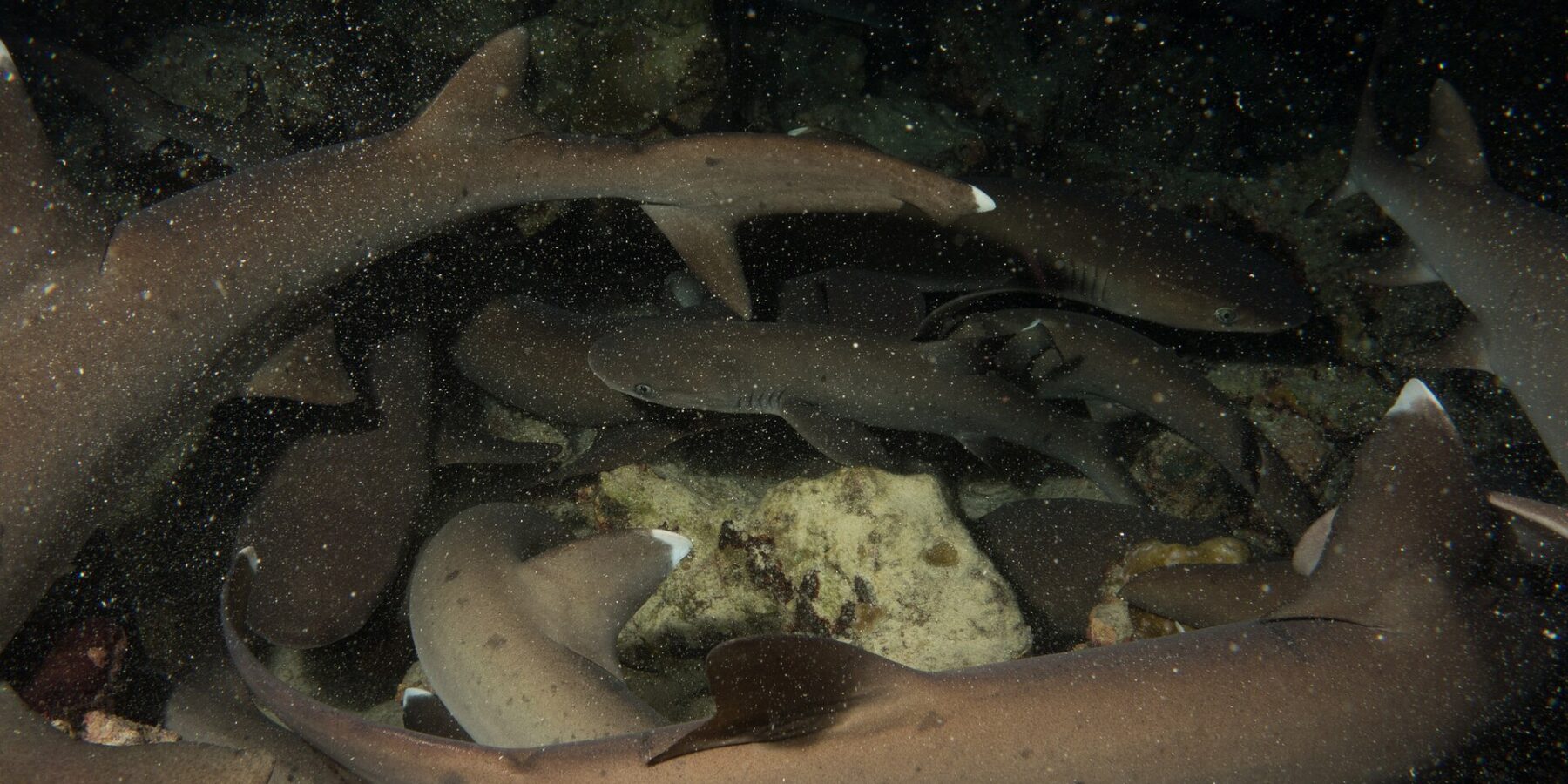De nuit, une meute serrée de requins pointes blanches de récif s'entremêle au-dessus des rochers, corps gris-brun et pointes blanches des nageoires éclairés au flash sur un fond noir piqueté de particules.