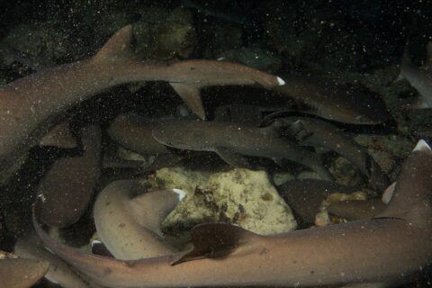De nuit, une meute serrée de requins pointes blanches de récif s'entremêle au-dessus des rochers, corps gris-brun et pointes blanches des nageoires éclairés au flash sur un fond noir piqueté de particules.