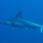 Un requin-marteau halicorne de profil dans une eau bleu profond, tête en marteau festonnée et haute nageoire dorsale