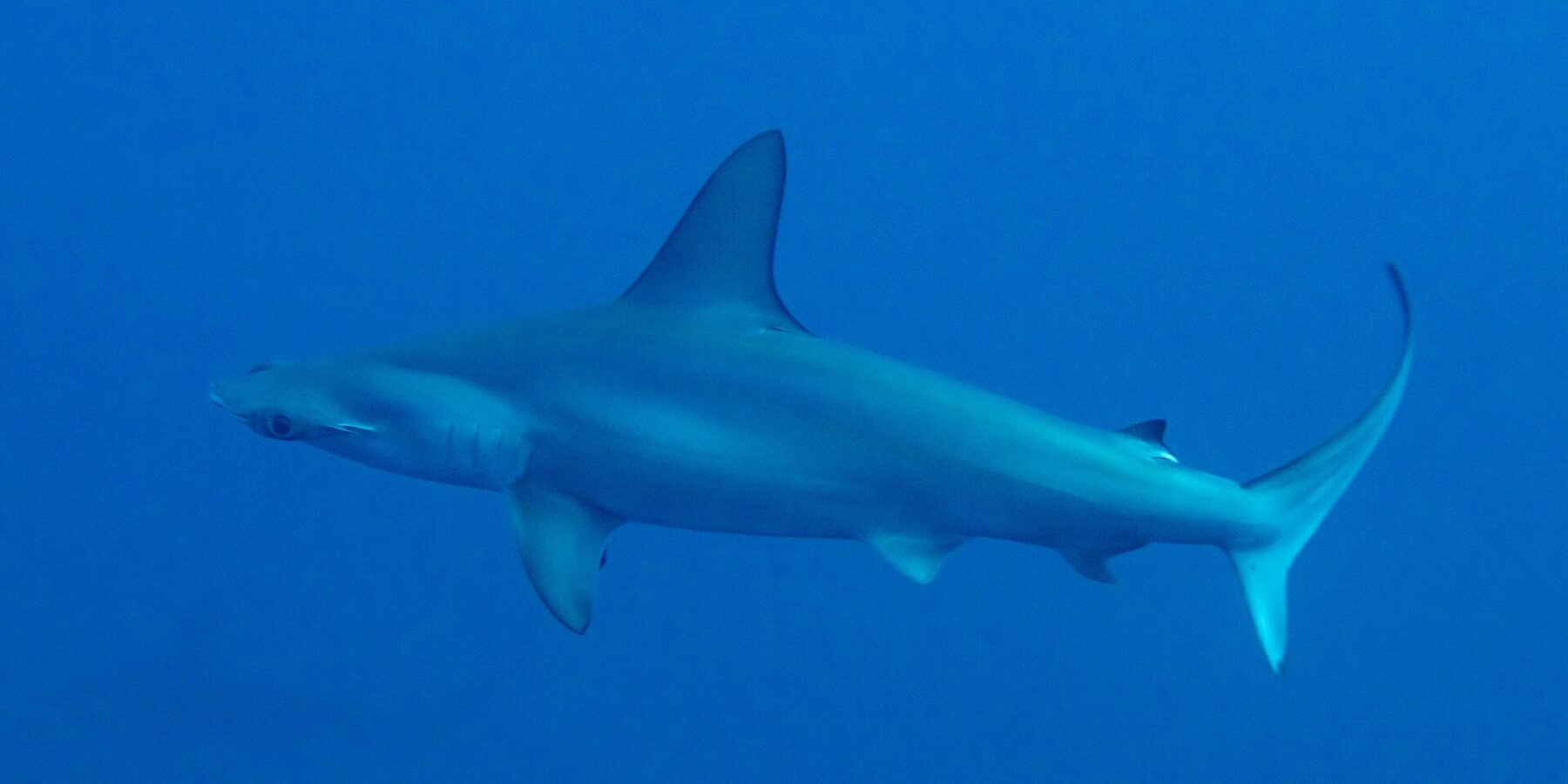 Un requin-marteau halicorne de profil dans une eau bleu profond, tête en marteau festonnée et haute nageoire dorsale