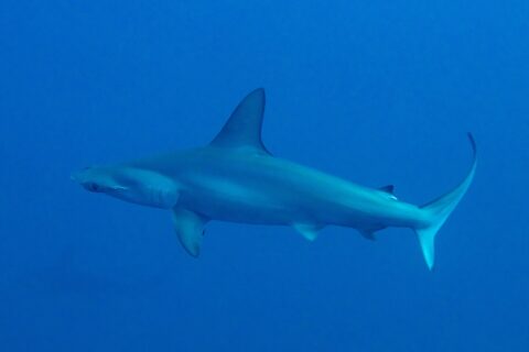 Un requin-marteau halicorne de profil dans une eau bleu profond, tête en marteau festonnée et haute nageoire dorsale