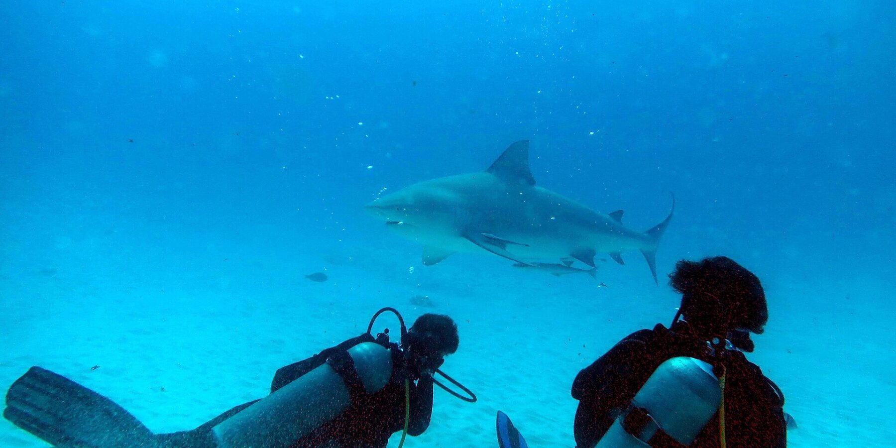 Deux plongeurs à genoux sur le sable regardent un requin-bouledogue qui passe devant eux dans une eau bleu turquoise, au large de Playa del Carmen
