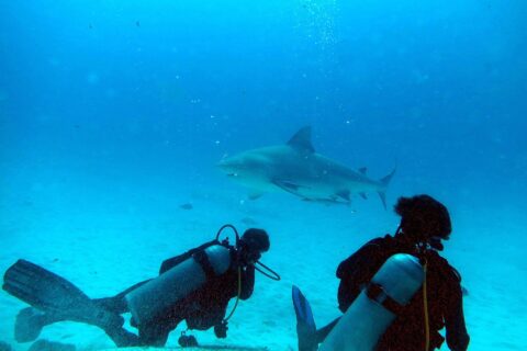Deux plongeurs à genoux sur le sable regardent un requin-bouledogue qui passe devant eux dans une eau bleu turquoise, au large de Playa del Carmen
