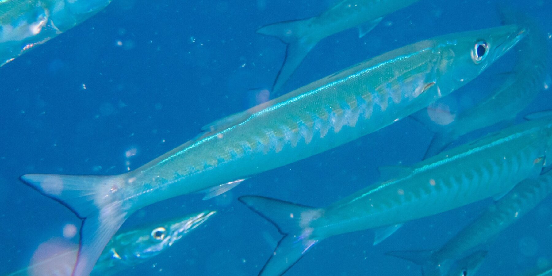 Un barracuda à chevrons au corps bleu argenté, les flancs marqués de bandes en V, file en diagonale vers la droite au milieu de son banc, dans une eau bleue chargée de particules