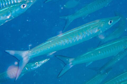 Un barracuda à chevrons au corps bleu argenté, les flancs marqués de bandes en V, file en diagonale vers la droite au milieu de son banc, dans une eau bleue chargée de particules