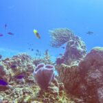 Un récif du parc de Cozumel : une éponge vase azur violette au premier plan, une éponge barrique, une gorgone en éventail et des petits poissons bleus dans une eau bleu vif