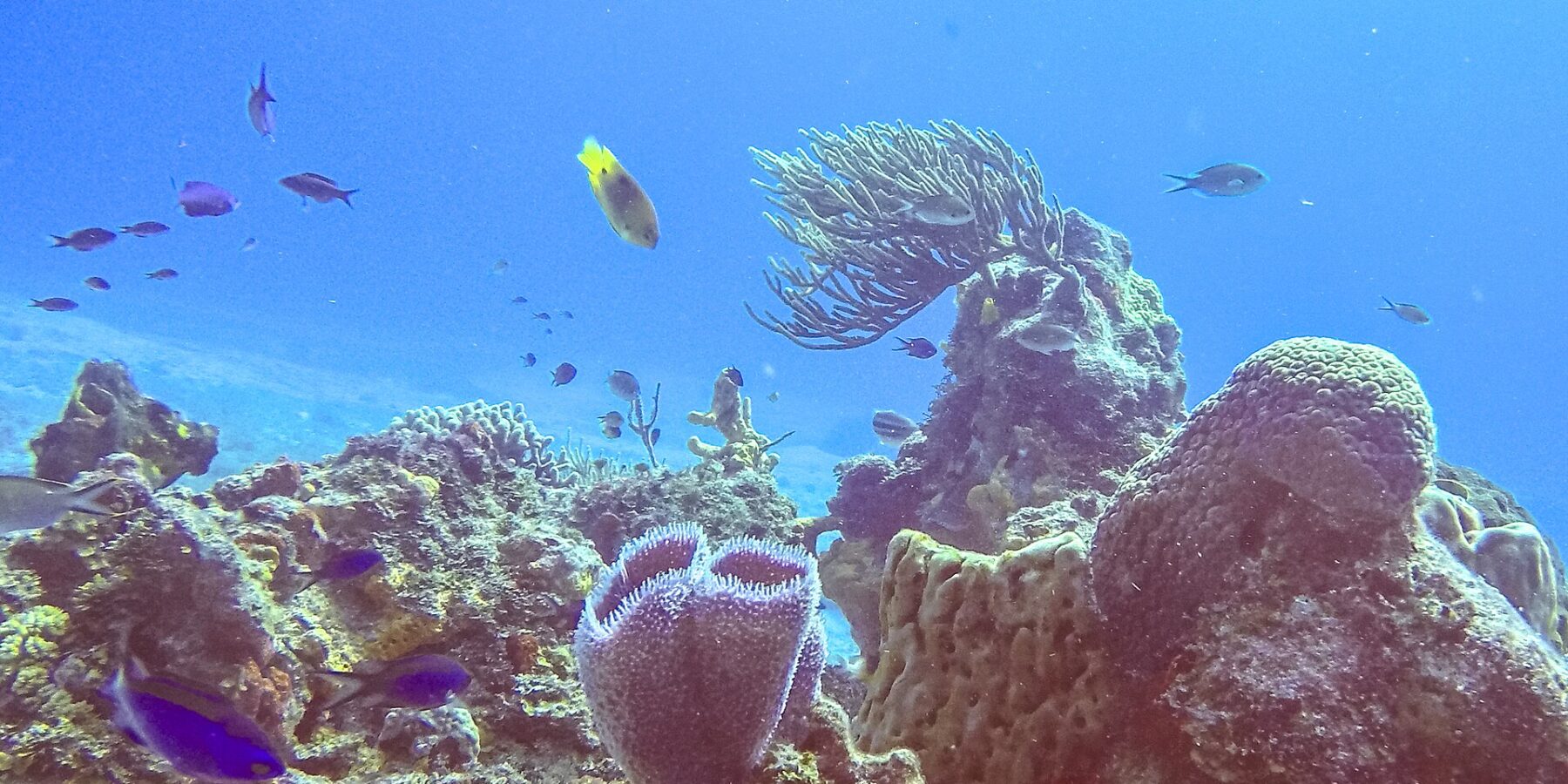 Un récif du parc de Cozumel : une éponge vase azur violette au premier plan, une éponge barrique, une gorgone en éventail et des petits poissons bleus dans une eau bleu vif