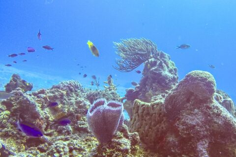 Un récif du parc de Cozumel : une éponge vase azur violette au premier plan, une éponge barrique, une gorgone en éventail et des petits poissons bleus dans une eau bleu vif
