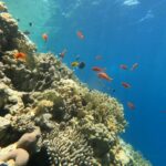 Un tombant de corail de feu et de coraux durs avec des anthias et des demoiselles, la lumière du soleil à travers la surface