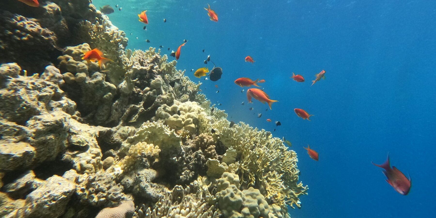Un tombant de corail de feu et de coraux durs avec des anthias et des demoiselles, la lumière du soleil à travers la surface