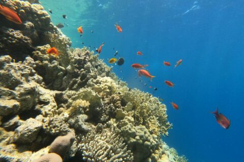 Un tombant de corail de feu et de coraux durs avec des anthias et des demoiselles, la lumière du soleil à travers la surface