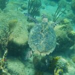 Une tortue imbriquée vue de dessus nage au ras de rochers couverts d'algues, de coraux cerveaux, de gorgones et d'éponges tubulaires jaunes, dans une eau vert turquoise