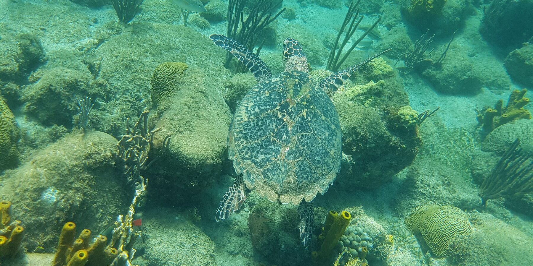 Une tortue imbriquée vue de dessus nage au ras de rochers couverts d'algues, de coraux cerveaux, de gorgones et d'éponges tubulaires jaunes, dans une eau vert turquoise