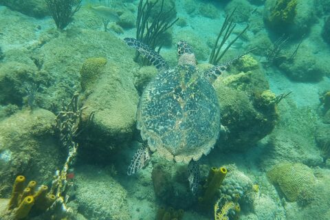 Une tortue imbriquée vue de dessus nage au ras de rochers couverts d'algues, de coraux cerveaux, de gorgones et d'éponges tubulaires jaunes, dans une eau vert turquoise