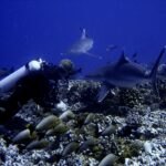 Un plongeur au ras d'un fond de coraux voit passer deux requins tout près de lui, au-dessus d'un banc de poissons gris à queue jaune, dans une eau bleu profond