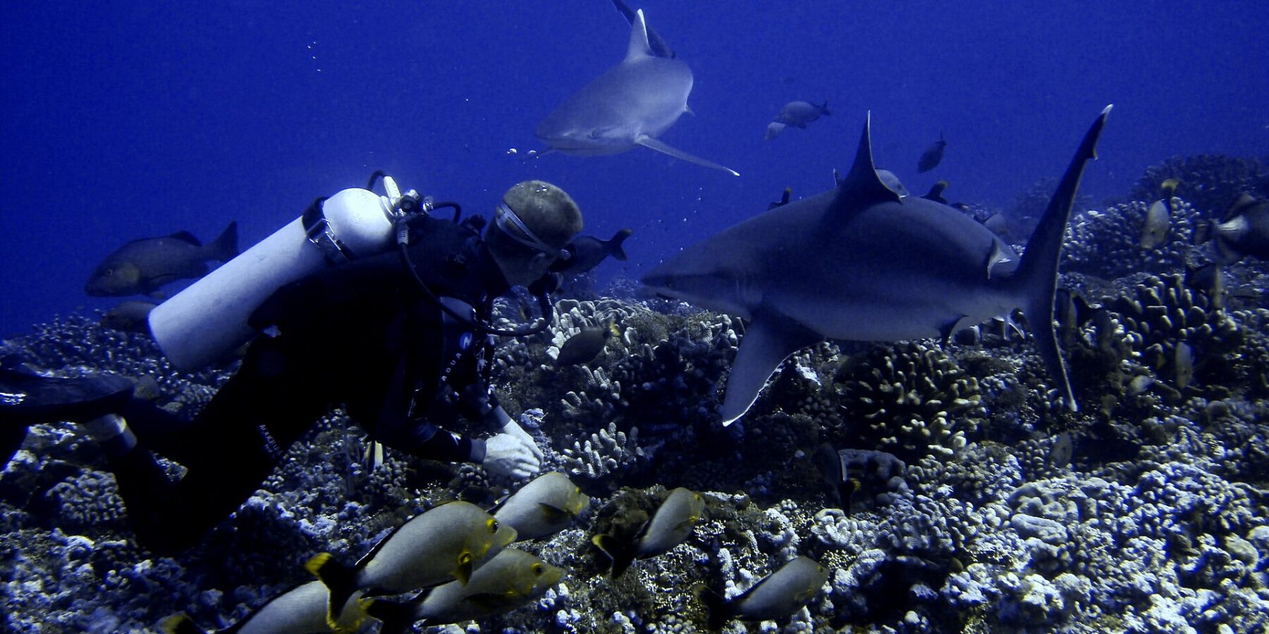Un plongeur au ras d'un fond de coraux voit passer deux requins tout près de lui, au-dessus d'un banc de poissons gris à queue jaune, dans une eau bleu profond