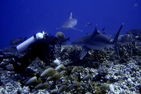 Un plongeur au ras d'un fond de coraux voit passer deux requins tout près de lui, au-dessus d'un banc de poissons gris à queue jaune, dans une eau bleu profond
