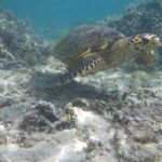 Une tortue marine au bec étroit et crochu nage au-dessus d'un fond de sable et de coraux branchus, dans l'eau claire et peu profonde du lagon