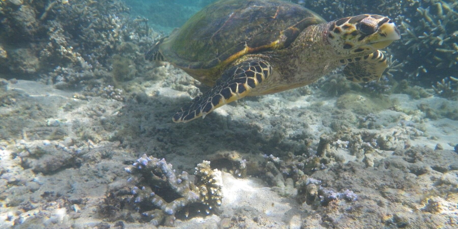 Une tortue marine au bec étroit et crochu nage au-dessus d'un fond de sable et de coraux branchus, dans l'eau claire et peu profonde du lagon