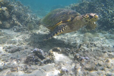 Une tortue marine au bec étroit et crochu nage au-dessus d'un fond de sable et de coraux branchus, dans l'eau claire et peu profonde du lagon