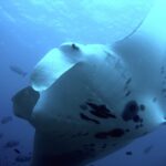 Une raie manta de récif vue par en dessous, tout près, le ventre blanc taché de noir et les nageoires céphaliques déroulées, entourée de poissons dans le bleu