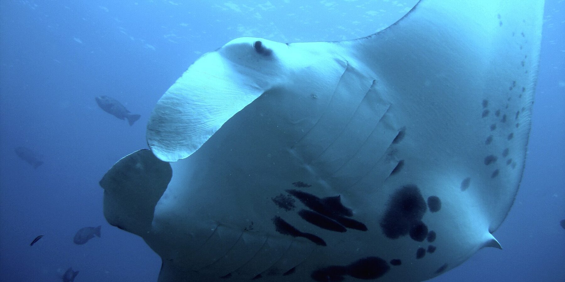 Une raie manta de récif vue par en dessous, tout près, le ventre blanc taché de noir et les nageoires céphaliques déroulées, entourée de poissons dans le bleu