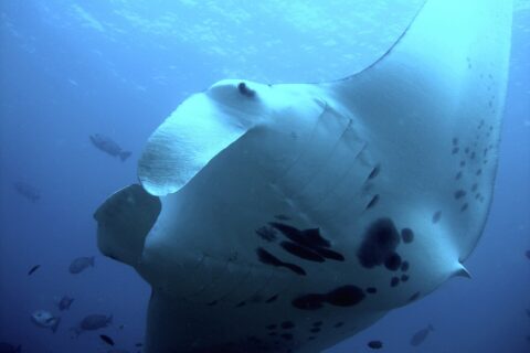 Une raie manta de récif vue par en dessous, tout près, le ventre blanc taché de noir et les nageoires céphaliques déroulées, entourée de poissons dans le bleu