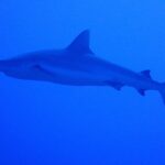 Un requin gris de récif vu de profil, du museau à la queue, nage dans un bleu uniforme, un peu au-dessus du photographe