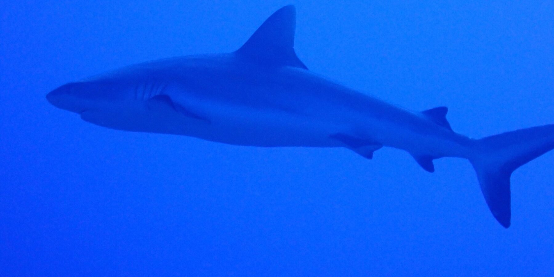 Un requin gris de récif vu de profil, du museau à la queue, nage dans un bleu uniforme, un peu au-dessus du photographe
