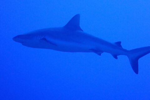 Un requin gris de récif vu de profil, du museau à la queue, nage dans un bleu uniforme, un peu au-dessus du photographe