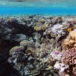 Un jardin de coraux durs et de corail de feu à quelques mètres sous la surface, un poisson-papillon au premier plan