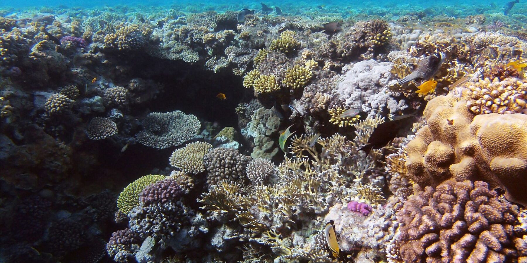 Un jardin de coraux durs et de corail de feu à quelques mètres sous la surface, un poisson-papillon au premier plan