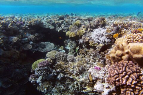 Un jardin de coraux durs et de corail de feu à quelques mètres sous la surface, un poisson-papillon au premier plan