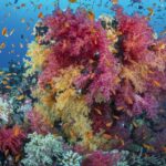 Un bouquet de coraux mous roses et jaunes couvert d'anthias orange, sur un récif de la mer Rouge