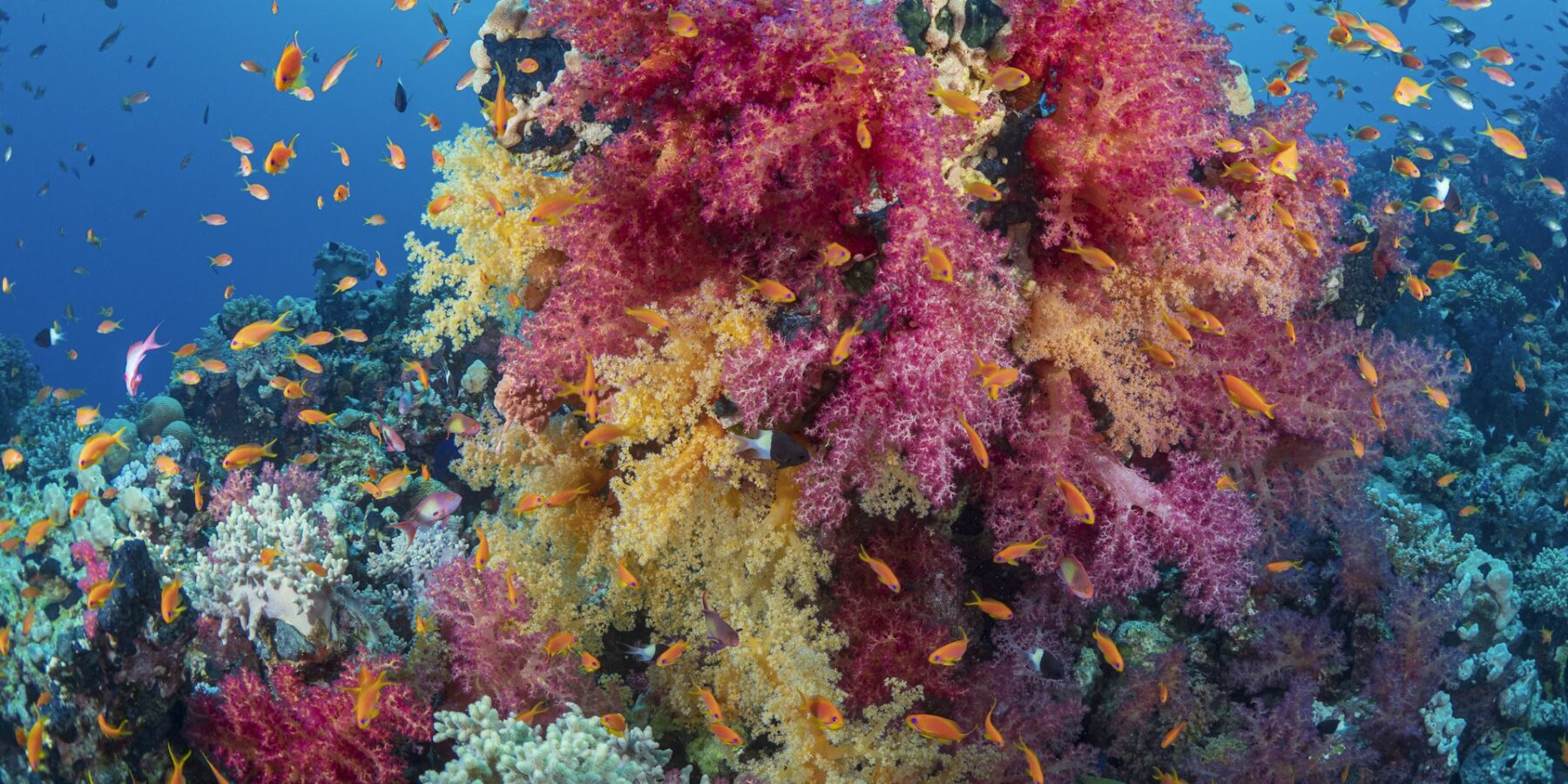 Un bouquet de coraux mous roses et jaunes couvert d'anthias orange, sur un récif de la mer Rouge