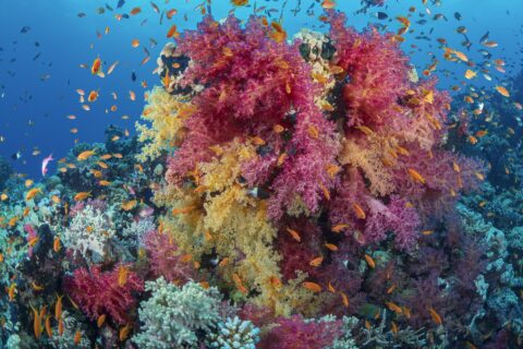 Un bouquet de coraux mous roses et jaunes couvert d'anthias orange, sur un récif de la mer Rouge