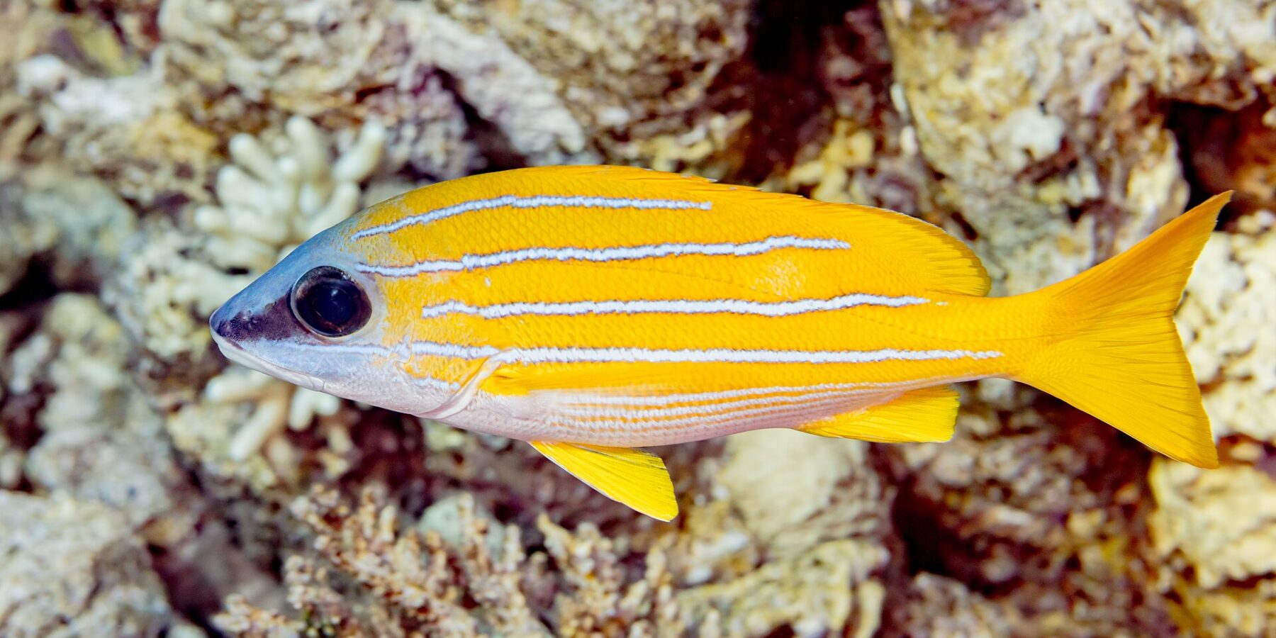 Un vivaneau à raies bleues de profil devant le récif, le corps jaune vif rayé sur toute la longueur de quatre lignes bleu pâle, le ventre blanc et les nageoires jaunes