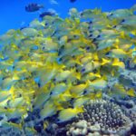 Un banc serré de vivaneaux à raies bleues, jaunes rayés de bleu, massé au-dessus des coraux en eau bleue