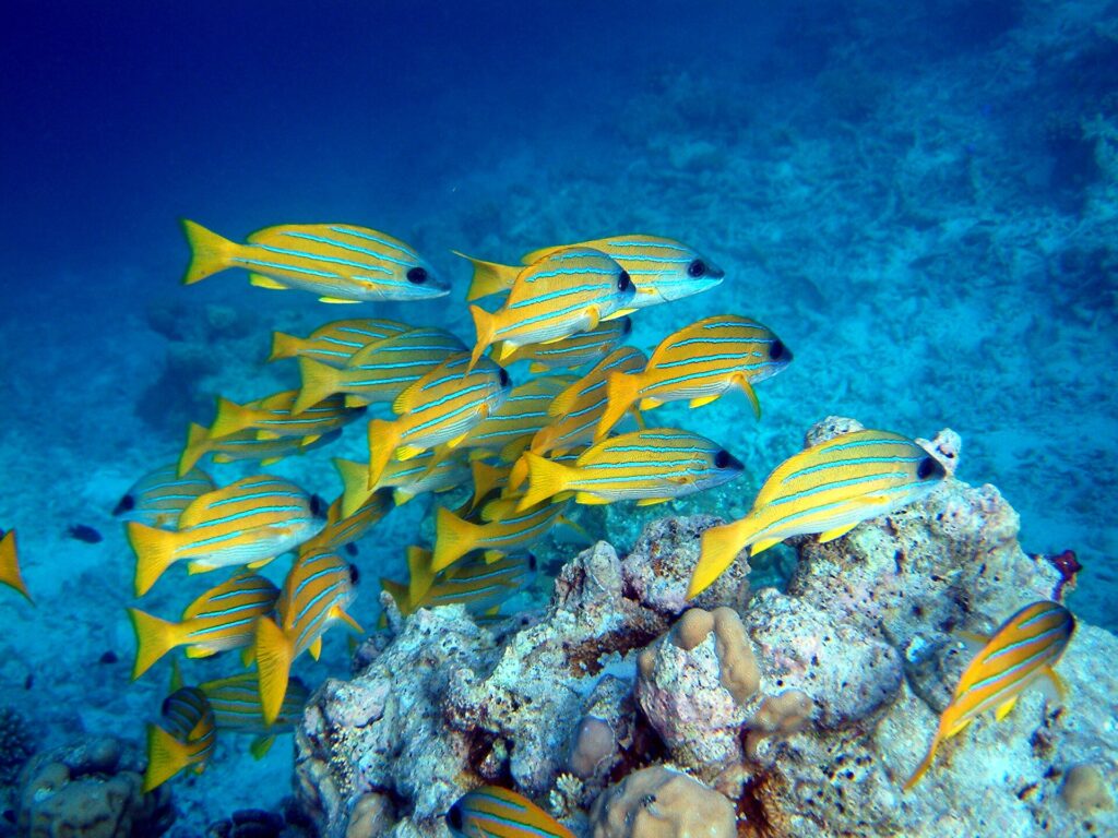 Un banc de vivaneaux jaunes à raies bleues au-dessus d'un bloc de corail, sur un fond de sable clair