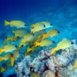 Un banc de vivaneaux jaunes à raies bleues au-dessus d'un bloc de corail, sur un fond de sable clair