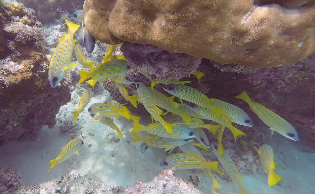 Un banc de vivaneaux jaunes à fines raies bleues s'abrite sous un gros bloc de corail brun, au-dessus d'un fond de sable blanc.
