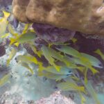 Un banc de vivaneaux jaunes à fines raies bleues s'abrite sous un gros bloc de corail brun, au-dessus d'un fond de sable blanc.